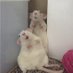 mr.rat (@alexanderc65419) Twitter profile photo mr.rat (@alexanderc65419) Twitter profile photo