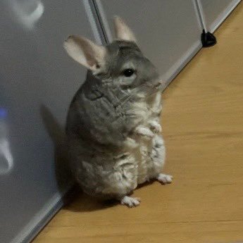 チンチラのこと