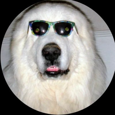 bluboopil's profile picture. What is this?