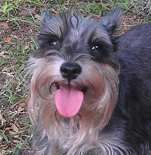 schnauzerhouzer Profile Picture