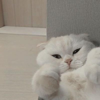 yinwar_24's profile picture. 