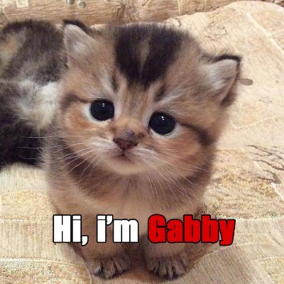 $GABBY There is no meme, I just love you. The cat meme token born of an Elon Musk tweet.