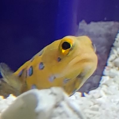 JJe_Py's profile picture. 만화가 내 직업이 될 때까지.
https://t.co/tEsibHrZVm