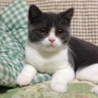 BGMとかを中心に作編曲する猫。地元密着から海外までこっそり色々とやってます。元HAL名古屋講師、現名古屋芸術大学サウンドメディア非常勤講師。趣味は猫を愛でることと石垣島でダイビング。車はMINI。仕事のご相談はDMで気軽にご相談ください!音楽&猫好きな人とは多分仲良くなれますw