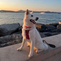 Flo (@gozoo_) 's Twitter Profile