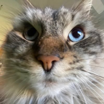 the most unhinged bipolar autistic and mentally unstable based unprofessional catposting account on the internet
alt of @TimTimTeemo