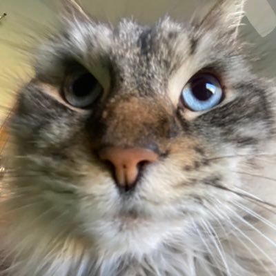 unprofessional catposting account