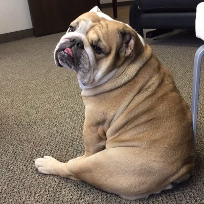 Cleopatra the English Bulldog Profile