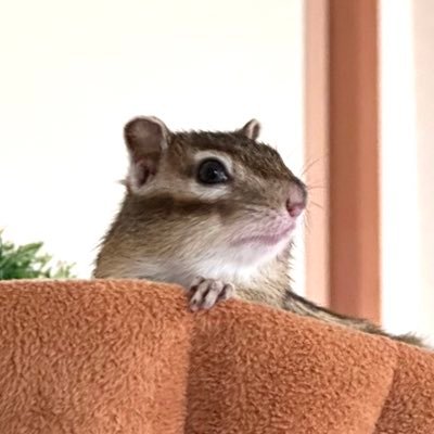 生活環境の優先順位？もちろんシマリス🐿️ちゃんが最上位ですけど何か？