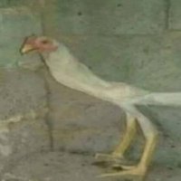 galo em baixa qualidade (@galoshitpost) 's Twitter Profile Photo galo em baixa qualidade (@galoshitpost) 's Twitter Profile Photo