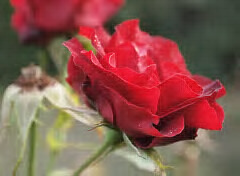 aminabinjiyusuf's profile picture. Attended St Pauls Primary School,  Federal Government  College Sokoto, Bayero University kano, Usmanu Danfod iyo University Sokoto