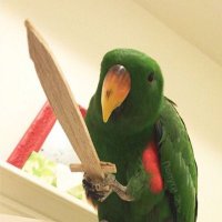 SHITTING BIRD 🇵🇸(@bird_shitting) 's Twitter Profile Photo