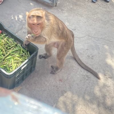 arunjhaofficial's profile picture. #Maithil #Banarasi #Bengalurian #Indian #SouthAsian #RSS Activist #ChangemakerOfTheYearAward #HarHarMahadev #DevopsEngineer || chessn movie buff, reads a lot