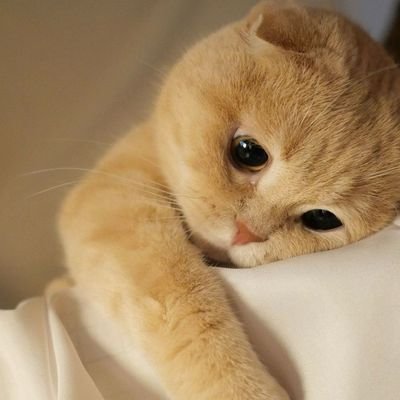 RaisaAkterki's profile picture. Simple Girl. Know Nothing. What to say. Love eating