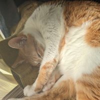 中野・杉並障害年金相談サポート (@nhth1q2c7uh9ep3) 's Twitter Profile
