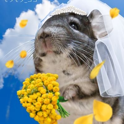🐰ホーランドロップのマルクス♂
🐁デグーのプリン♀(アグーチパイド)🐁ジェリー♀(サンド)※若年性白内障、🐁ジニア♂(アグーチパイド)
🐁チンチラのココ♀
モフモフな5匹に囲まれながら暮らしています😊
趣味は裁縫と料理、お菓子作り❤️
ハンドメイド作品をminneで販売中です✌️