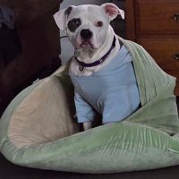 Amanda (@calitookie) 's Twitter Profile