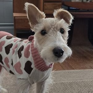 Rumplepimple's my brother. #WireFoxTerrier 
We support dog, advocate for diversity & inclusion in children's books. Tweets by Declan. 
https://t.co/OfuM4aQZtm