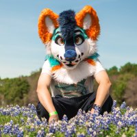 Loki The Husky (@tidepoddog) 's Twitter Profile
