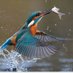 kingfisher......🍒 (@Emery__1234p) Twitter profile photo