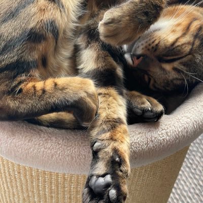 Mum, wife, books, animals, birds, gym, spin, cycling, French speaking. Rocs: age 6, male Bengal #teambengal