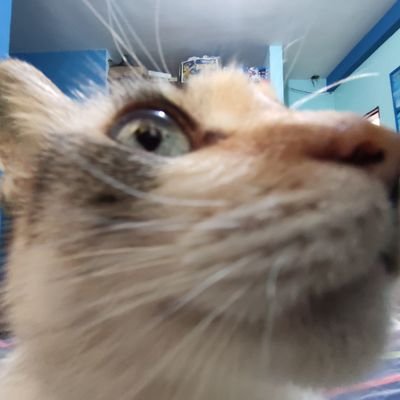 goldendoge's profile picture. 