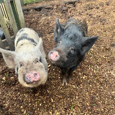 News and updates from our three Waterside pigs.💚 #happychildrenlearn