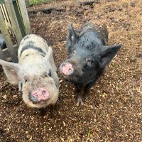 Watersidepigs(@WPApigs) 's Twitter Profile Photo