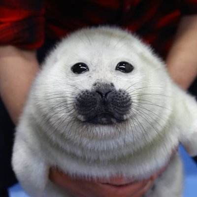 John Seal Profile