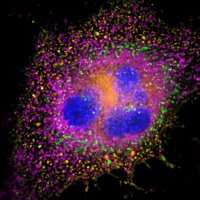 Biomedical Applications of Photoactive Compounds (@gophotobiomed) 's Twitter Profile Photo