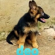 Deo home of dogs..0707906304
we sale n train dogs for security