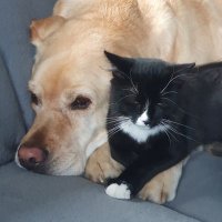 Dexter der 2.🐕‍🦺🦮🐈‍⬛🐈🇷🇺💙 (@dexxter1505) 's Twitter Profile Photo