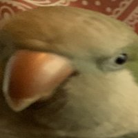 gloops💭 (@ian85807997) 's Twitter Profile