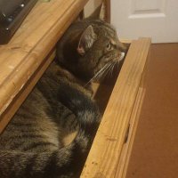Cryptbopolous.RUNE (@cryptbopolous) 's Twitter Profile