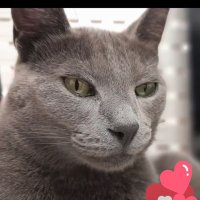 ☆ (@sushifree24hs) 's Twitter Profile