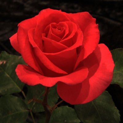 flairforlife88's profile picture. (⁰ੌ⌣⁰ੌ๑)