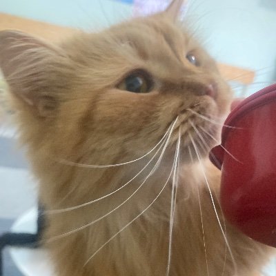 kazaha_kimura's profile picture. 05🚹 法政大学情報科学部コンピュータ科学科(CS) ▶︎IS サークル: @HOMEhosei @pivocam