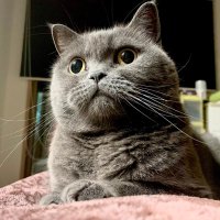 γ¨γγπββ¬βοΈ (@toshi_oo3) 's Twitter Profile