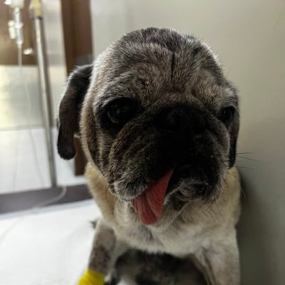 ii_nicolas's profile picture. 