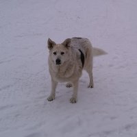 DirtyDigger (@flashbangscamp) 's Twitter Profile