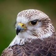 zxcasdqwe4545's profile picture. asder