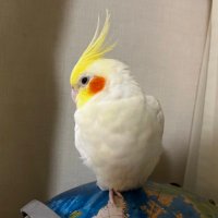 迷いオカメインコ(@shiichan_hakken) 's Twitter Profile Photo