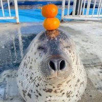 Owen Van Der Karr (@rhymingturtle44) 's Twitter Profile