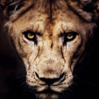 Lion Zero (@possumzero) 's Twitter Profile