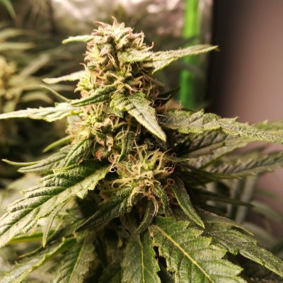 _nothing_to_add's profile picture. Arbertunist
Embrace the chaos.