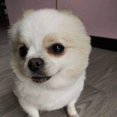 I hope someone can give some ETH to the little dog