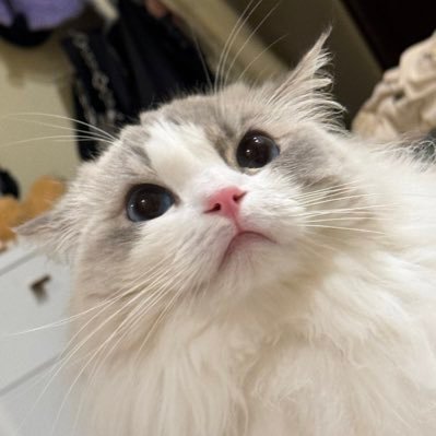 Lik228's profile picture. We put to sea again with our broken oars.