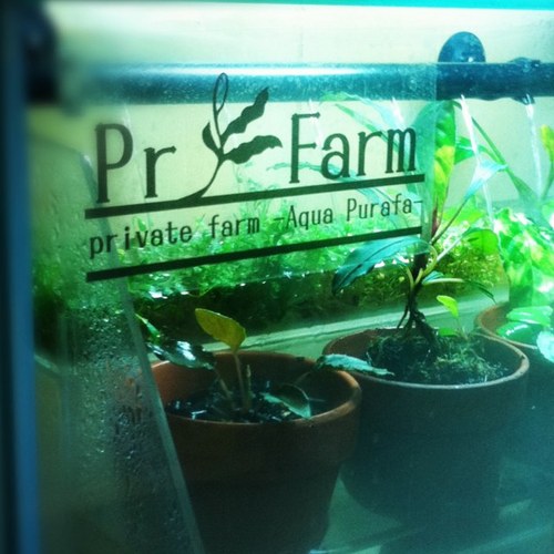 purafa's profile picture. アクアリウムや植物を育てるのが好きです。
以前トラブルになりましたので、申し訳ありませんが私のフォローは基本、付き合いがある方や絡んだことのある方、実際にあったことのある方、私からフォローさせていただいた方で構成してます。