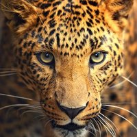 DerLeopard70๐ฉ๐ช๐ฎ๐นโ๏ธ (@stefanweidenba2) 's Twitter Profile