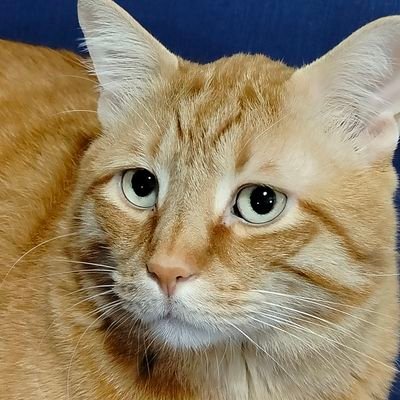 btnovanta's profile picture. 